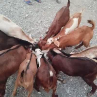 گوسفند نر و ماده