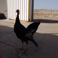 فورش بوقلمون محلی نر