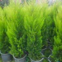 کاج لاوسون طلایی و یاس هلندی و شمشاد طلایی