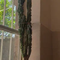 کاکتوس بزرگ چند ساله