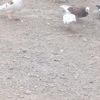 کفتر در هم دورگ تهرانی قاطیه|پرنده|خاوران, |دیوار