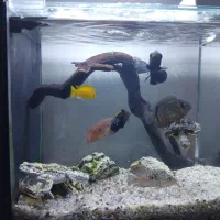 آکواریوم شرکتی شیشه خم دلسا مدل b102 مشکی