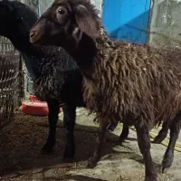 بره ماده بزنرآلپاین معاوضه|حیوانات مزرعه|همدان, |دیوار