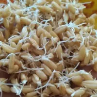 سمنو درجه یک|خوردنی و آشامیدنی|کرج, عظیمیه|دیوار