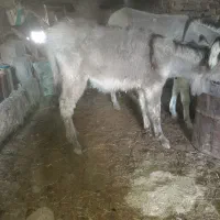 کره خره ۸ماهه