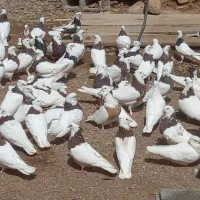 طوقی سرخ وسیاه