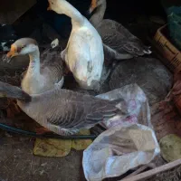 قوغازفروشی