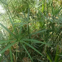 کاکتوس|گل و گیاه طبیعی|شیراز, کوی آزادگان|دیوار