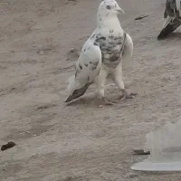 کفتر