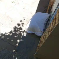 آرد کیار سه عدد
