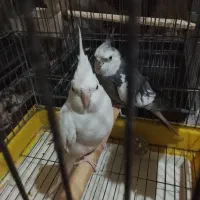 عروس هلندی