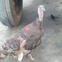 بوقلمون