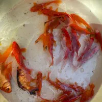 ماهی عید|ماهی|اسفراین, |دیوار