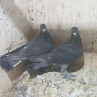 کبوتر زینتی