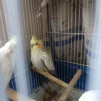 عروس هلندی|پرنده|سیرجان, |دیوار