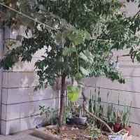 خانه ویلایی