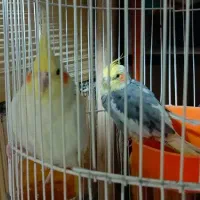 عروس هلندی لوتینو