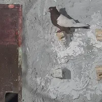 کبوتر