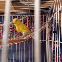 قناری نر پرتقالی و سبز دارچینی|پرنده|تربتحیدریه, بالا ولایت|دیوار