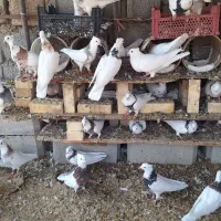 کبوتر طوقی|پرنده|هندیجان, |دیوار