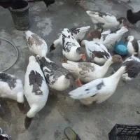10عددغاز جوان