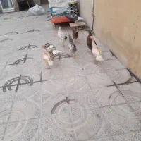 سه عدد بوقلمون با چهارتا وارگ