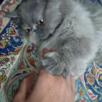 واگذاری گربه پرشین|گربه|گنبد کاووس, |دیوار