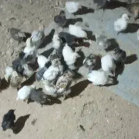 فروش ۴۵جوجه محلی|حیوانات مزرعه|دهدشت, |دیوار