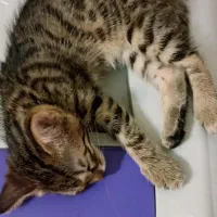 واگذاری رایگان|گربه|ارومیه, |دیوار