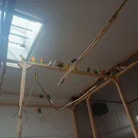 تعداد۱۵جفت کوتوله فروشی|پرنده|تربت جام, میان جام|دیوار