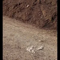 کود حیوانی بفروش می‌رسد