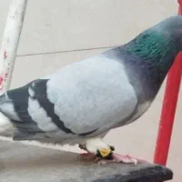 نروماده دمگیر خرقه یه سر روس|پرنده|برخوار, |دیوار