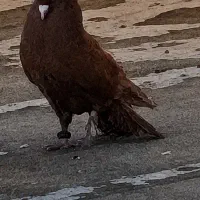 کبوتر