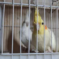 جفت طوطی عروس هلندی|پرنده|بجنورد, |دیوار