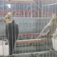 طوطی بالغ|پرنده|رشت, حمیدیان|دیوار