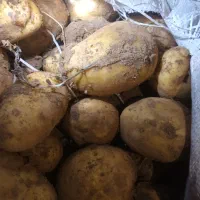 سیب‌زمینی جلی فروشی|خوردنی و آشامیدنی|سجاس رود, |دیوار