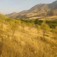 2000متر باغ بادام((معاوضه))|فروش زمین و ملک کلنگی|دینور, |دیوار