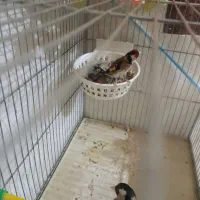 سهره جفتی|پرنده|اصفهان, خواجو|دیوار