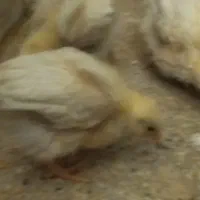 جوجه سه ماهه