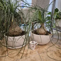 گل لیندا بنسای