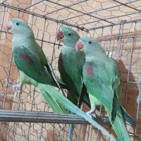 جوجه سرلاکی شاه طوطی|پرنده|اهواز, گلستان|دیوار