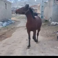 کره ۳ سال از مارتیای خیالی  کره کامران قدیری