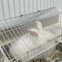 خرگوش لوپ نر|موش و خرگوش|کرمانشاه, |دیوار