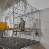 عروس|پرنده|سبزوار, امیر کبیر|دیوار