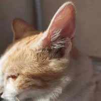 واگذاری گربه