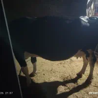 گاو آبستن