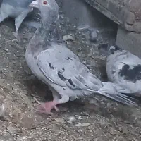 کبوتر|پرنده|عجب شیر, |دیوار