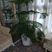 گل و گلدان طبیعی گل طبقه ای