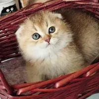 بچه گربه های شیرین عسلی