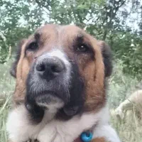 سگ گله|سگ|گلپایگان, |دیوار